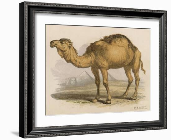 Camel with the Pyramids and Sphinx in the Background-Brittan-Framed Art Print