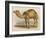 Camel with the Pyramids and Sphinx in the Background-Brittan-Framed Art Print