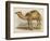 Camel with the Pyramids and Sphinx in the Background-Brittan-Framed Art Print