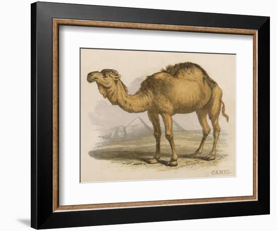 Camel with the Pyramids and Sphinx in the Background-Brittan-Framed Art Print