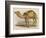 Camel with the Pyramids and Sphinx in the Background-Brittan-Framed Art Print