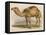 Camel with the Pyramids and Sphinx in the Background-Brittan-Framed Stretched Canvas