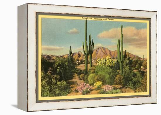 Camelback Mountain, Saguaros, Arizona-null-Framed Stretched Canvas