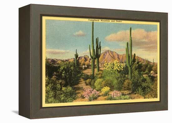 Camelback Mountain, Saguaros, Arizona-null-Framed Stretched Canvas