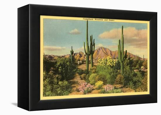 Camelback Mountain, Saguaros, Arizona-null-Framed Stretched Canvas