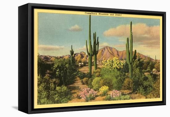 Camelback Mountain, Saguaros, Arizona-null-Framed Stretched Canvas