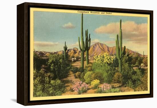 Camelback Mountain, Saguaros, Arizona-null-Framed Stretched Canvas