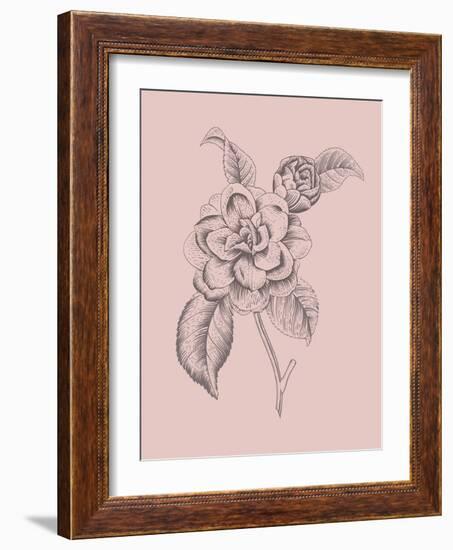 Camelia Blush Pink Flower-Jasmine Woods-Framed Art Print