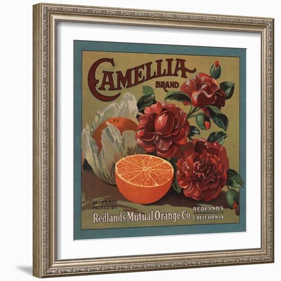 Camelia Brand - Redlands, California - Citrus Crate Label-Lantern Press-Framed Art Print