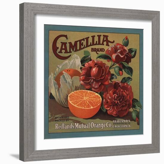 Camelia Brand - Redlands, California - Citrus Crate Label-Lantern Press-Framed Art Print