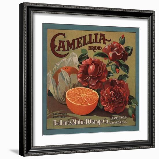 Camelia Brand - Redlands, California - Citrus Crate Label-Lantern Press-Framed Art Print