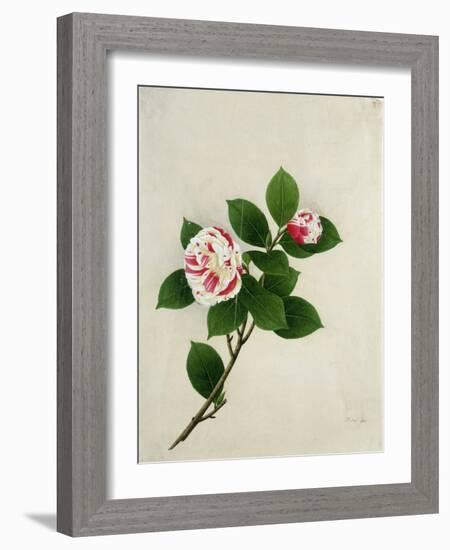 Camelia, c.1800-40-null-Framed Giclee Print