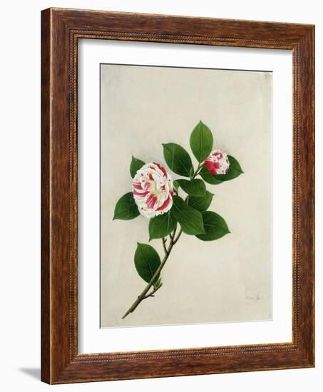 Camelia, c.1800-40-null-Framed Giclee Print