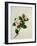 Camelia, c.1800-40-null-Framed Giclee Print