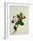 Camelia, c.1800-40-null-Framed Giclee Print