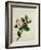 Camelia, c.1800-40-null-Framed Giclee Print