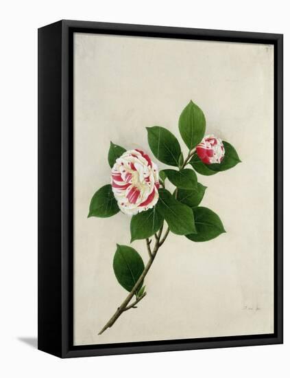 Camelia, c.1800-40-null-Framed Premier Image Canvas