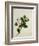 Camelia, c.1800-40-null-Framed Giclee Print