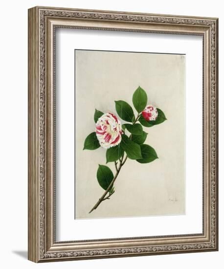 Camelia, c.1800-40-null-Framed Giclee Print