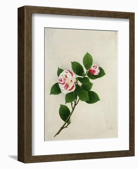 Camelia, c.1800-40-null-Framed Giclee Print