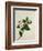 Camelia, c.1800-40-null-Framed Giclee Print