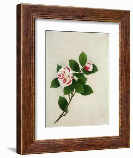 Camelia, c.1800-40-null-Framed Giclee Print