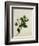 Camelia, c.1800-40-null-Framed Giclee Print