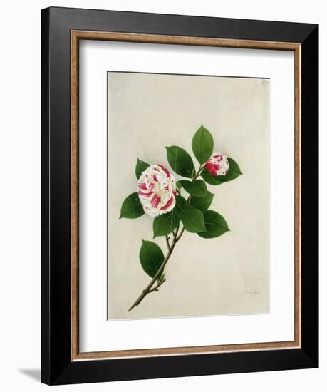 Camelia, c.1800-40-null-Framed Giclee Print