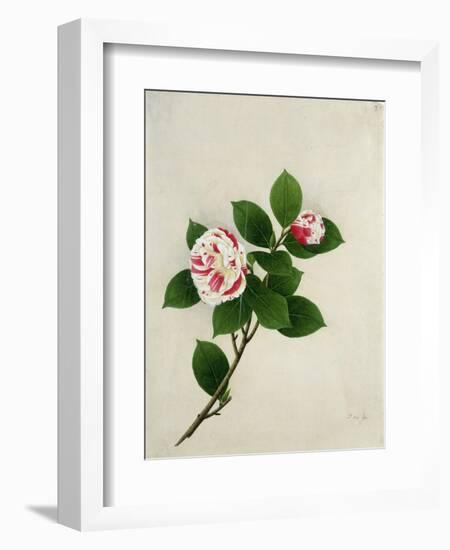 Camelia, c.1800-40-null-Framed Giclee Print