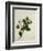 Camelia, c.1800-40-null-Framed Giclee Print