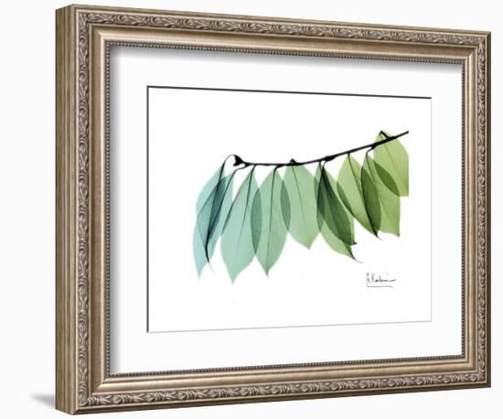 Camelia Leaf Green_Blue-Albert Koetsier-Framed Premium Giclee Print