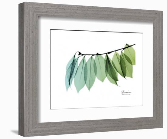 Camelia Leaf Green_Blue-Albert Koetsier-Framed Premium Giclee Print