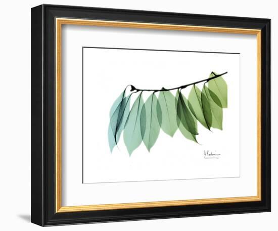 Camelia Leaf Green_Blue-Albert Koetsier-Framed Premium Giclee Print