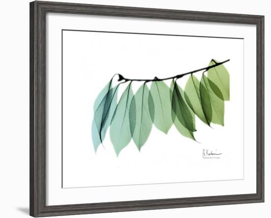 Camelia Leaf Green_Blue-Albert Koetsier-Framed Premium Giclee Print