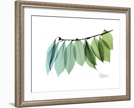 Camelia Leaf Green_Blue-Albert Koetsier-Framed Premium Giclee Print
