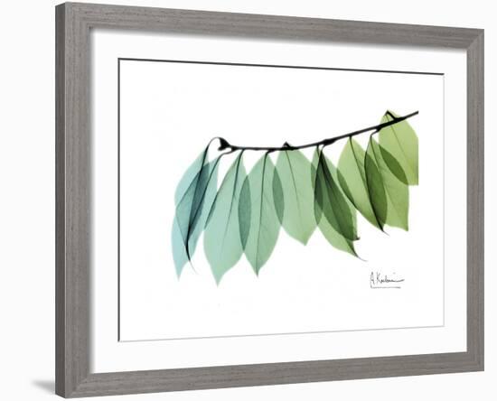 Camelia Leaf Green_Blue-Albert Koetsier-Framed Premium Giclee Print