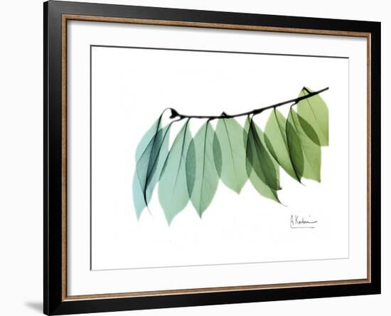 Camelia Leaf Green_Blue-Albert Koetsier-Framed Premium Giclee Print