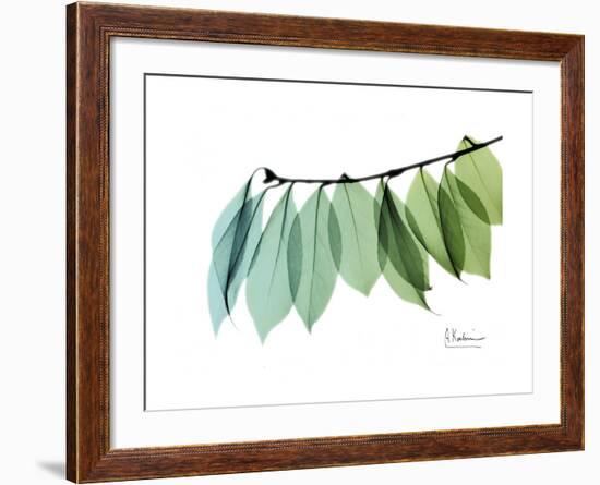 Camelia Leaf Green_Blue-Albert Koetsier-Framed Premium Giclee Print