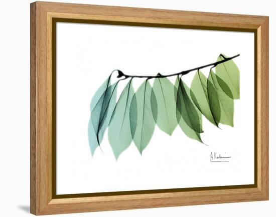 Camelia Leaf Green_Blue-Albert Koetsier-Framed Stretched Canvas