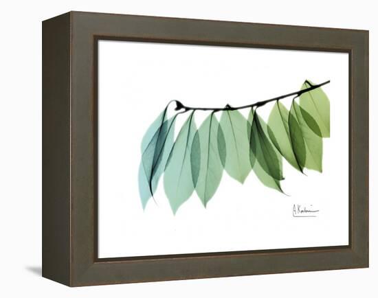 Camelia Leaf Green_Blue-Albert Koetsier-Framed Stretched Canvas