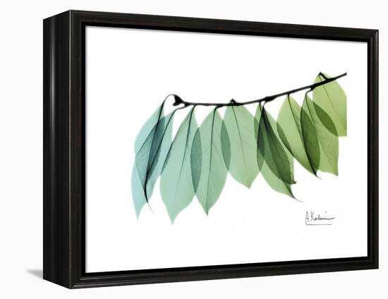 Camelia Leaf Green_Blue-Albert Koetsier-Framed Stretched Canvas