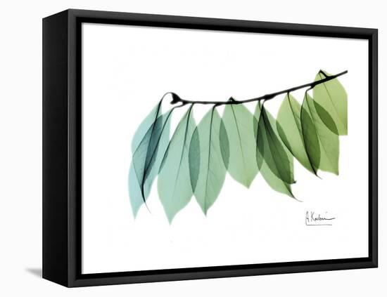 Camelia Leaf Green_Blue-Albert Koetsier-Framed Stretched Canvas