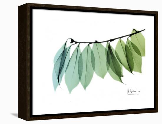 Camelia Leaf Green_Blue-Albert Koetsier-Framed Stretched Canvas