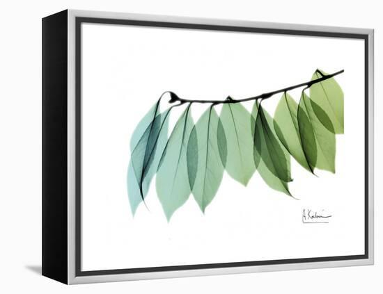 Camelia Leaf Green_Blue-Albert Koetsier-Framed Stretched Canvas