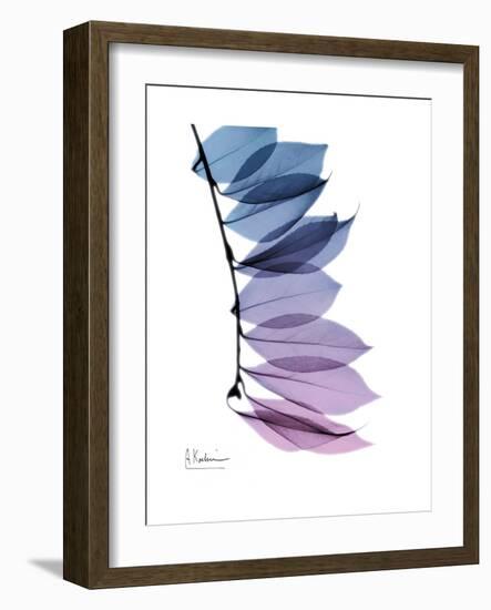 Camelia Leaf in Purp-Albert Koetsier-Framed Premium Giclee Print