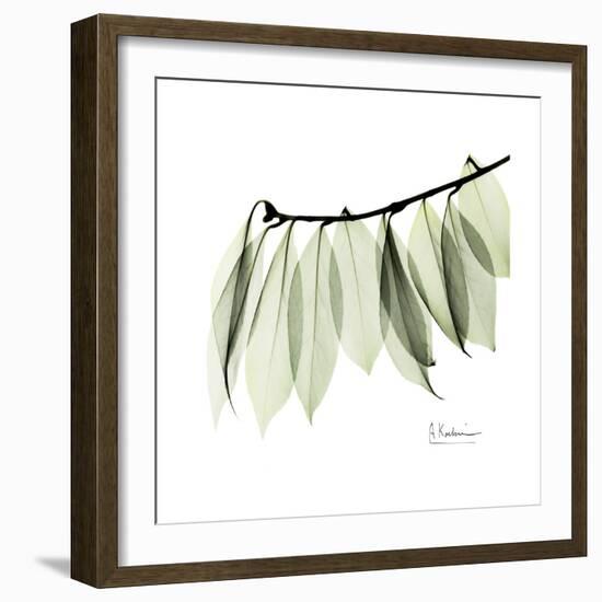 Camelia Leaf In White-Albert Koetsier-Framed Art Print