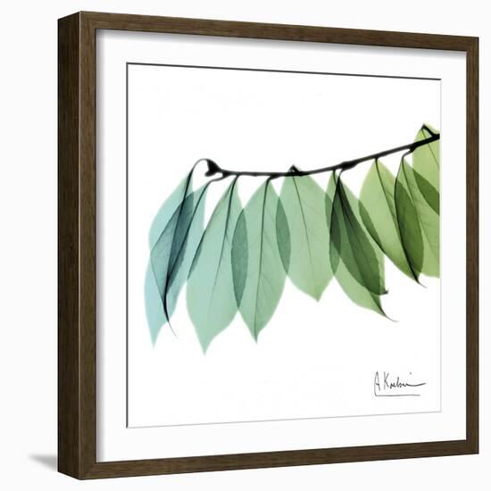 Camelia Leaf-Albert Koetsier-Framed Art Print