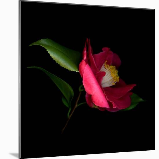 Camelia-Magda Indigo-Mounted Photographic Print