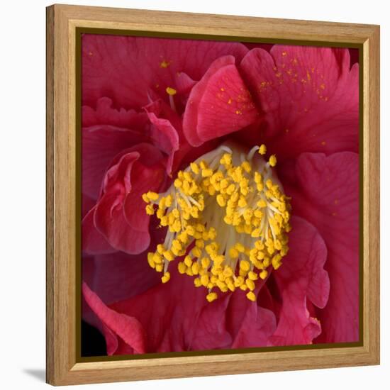 Camelia-Magda Indigo-Framed Premier Image Canvas