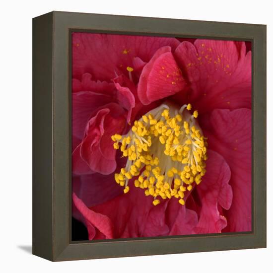 Camelia-Magda Indigo-Framed Premier Image Canvas